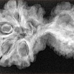 11 Mukhi Mini Trijuti 37.3mm 6.4gm - Xray