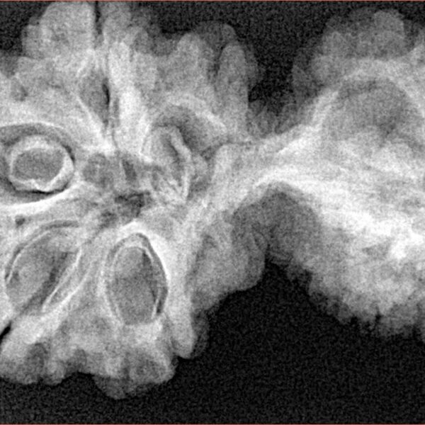11 Mukhi Mini Trijuti 37.3mm 6.4gm - Xray