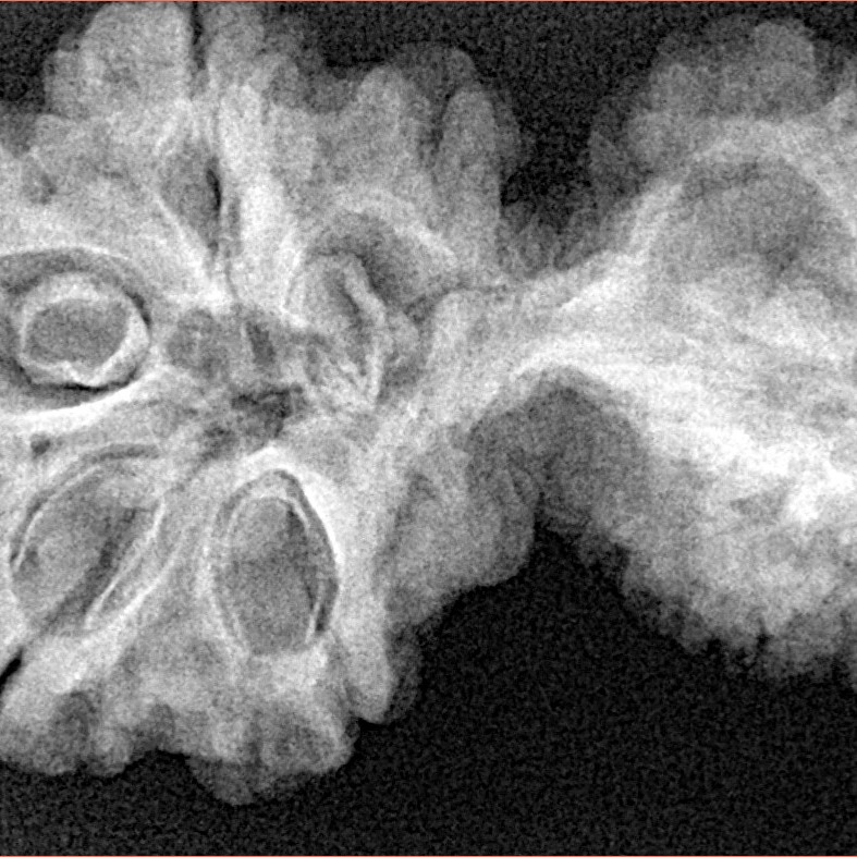 11 Mukhi Mini Trijuti 37.3mm 6.4gm - Xray