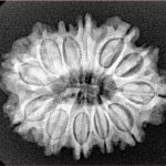 12 Mukhi Rudraksha 27mm 4.11gm - Xray