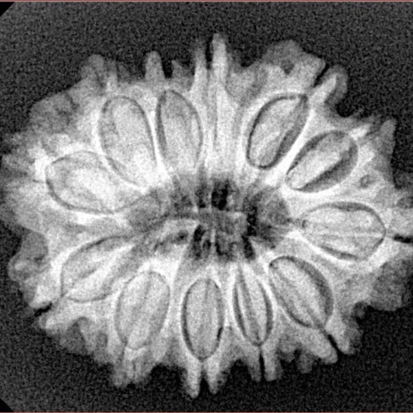 12 Mukhi Rudraksha 27mm 4.11gm - Xray