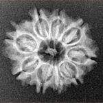 9 Mukhi Rudraksha 23.1mm 2.8gm - Xray