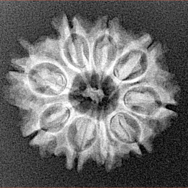 9 Mukhi Rudraksha 23.1mm 2.8gm - Xray