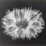 14 Mukhi Rudraksha 24.4mm 2.69gm - Xray