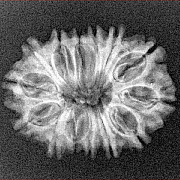 14 Mukhi Rudraksha 24.4mm 2.69gm - Xray