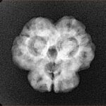 3 Mukhi Rudraksha 23mm 3.25gm - Xray