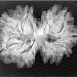 11 Mukhi G.S & Ganesh 29.1mm 5.08gm - Xray