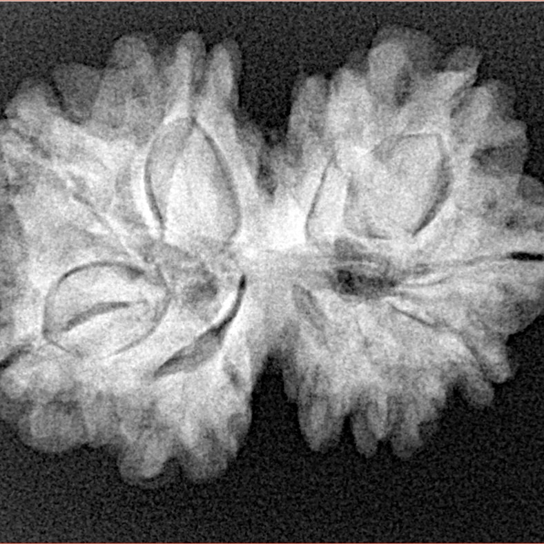 11 Mukhi G.S & Ganesh 29.1mm 5.08gm - Xray