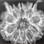 10 MK Double Ganesh 28mm 4.48gm - Xray