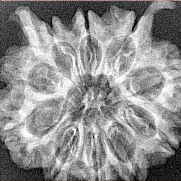 10 MK Double Ganesh 28mm 4.48gm - Xray