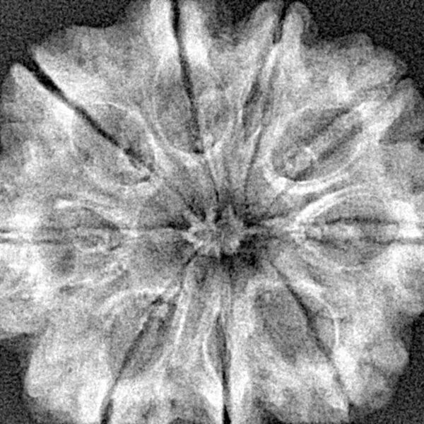 9 Mukhi Rudraksha 30mm 5.86gm - Xray