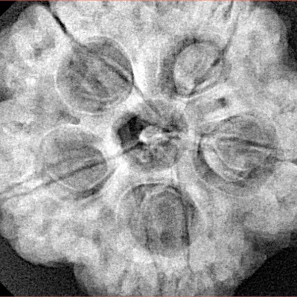 5 Mukhi Rudraksha 29.5mm 9.31gm - Xray