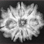 9 Mukhi Ganesh 26.7mm 5gm - Xray