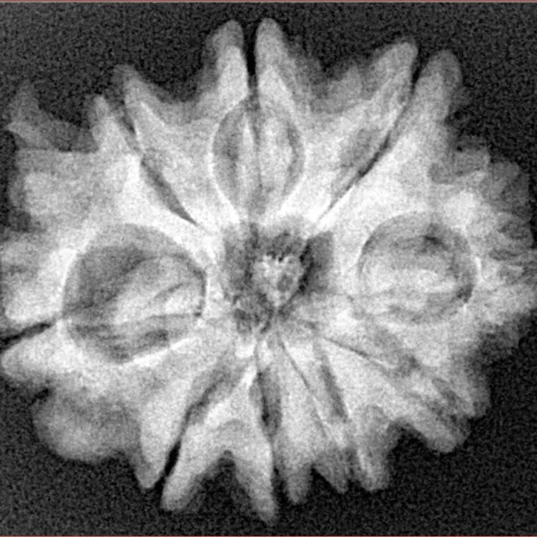 9 Mukhi Ganesh 26.7mm 5gm - Xray