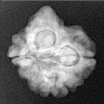3 Mukhi Ganesh 22.6mm 3.04gm - Xray