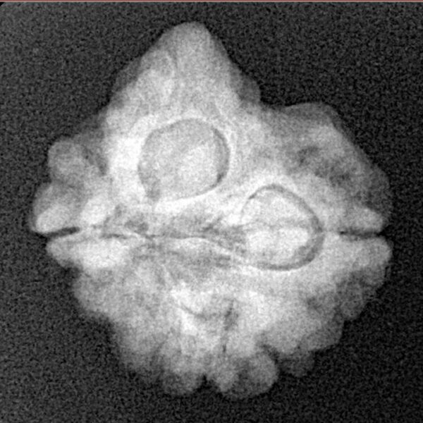 3 Mukhi Ganesh 22.6mm 3.04gm - Xray