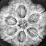 6 Mukhi Rudraksha 28.5mm 9.37gm - Xray