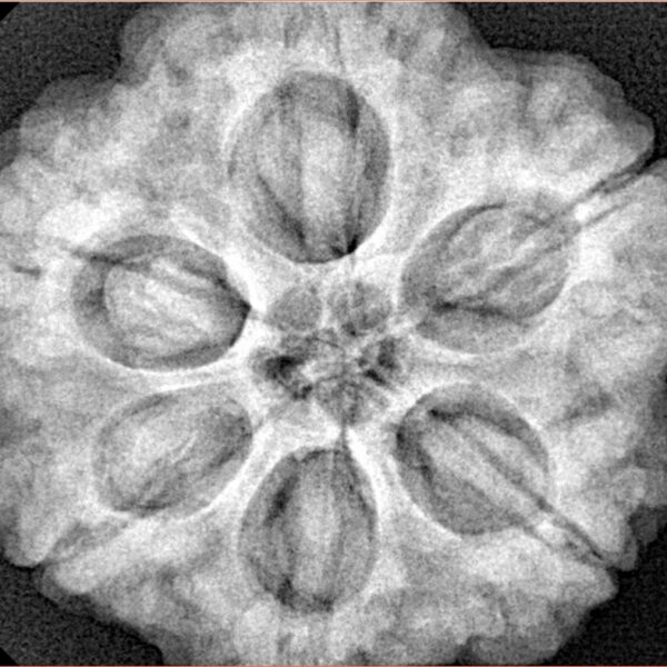 6 Mukhi Rudraksha 28.5mm 9.37gm - Xray