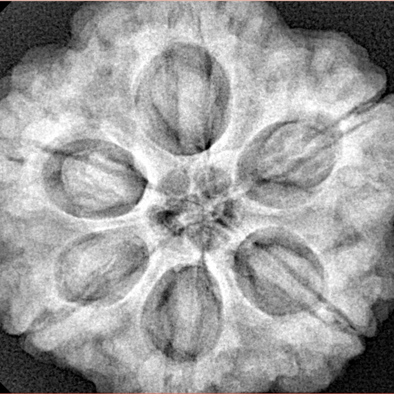 6 Mukhi Rudraksha 28.5mm 9.37gm - Xray