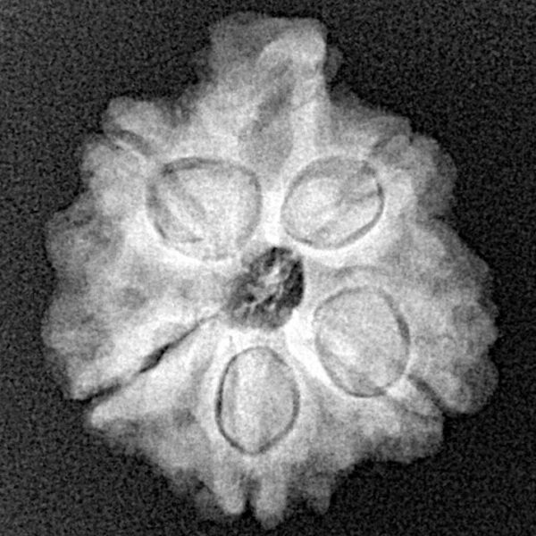 5 Mukhi Ganesh 23.2mm 3.42gm - Xray