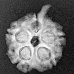 5 Mukhi Ganesh 20.8mm 2.34gm - Xray