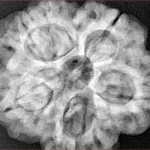 5 Mukhi Rudraksha 29.6mm 8.31gm - Xray