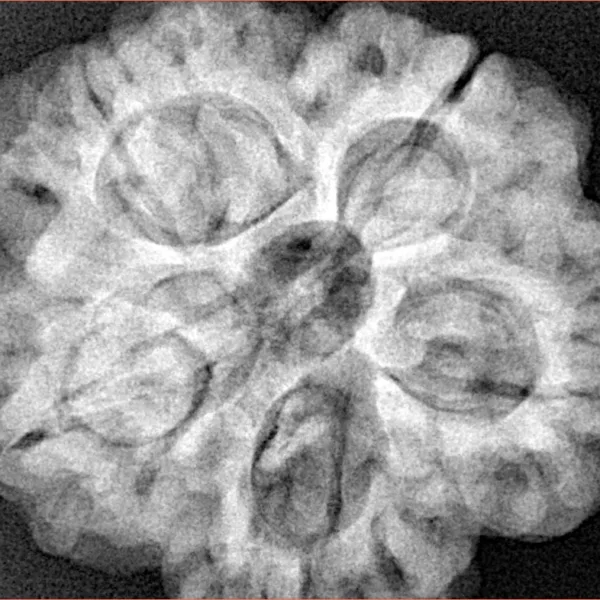 5 Mukhi Rudraksha 29.6mm 8.31gm - Xray