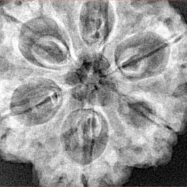 6 Mukhi Rudraksha 31.2mm 7.93gm - Xray