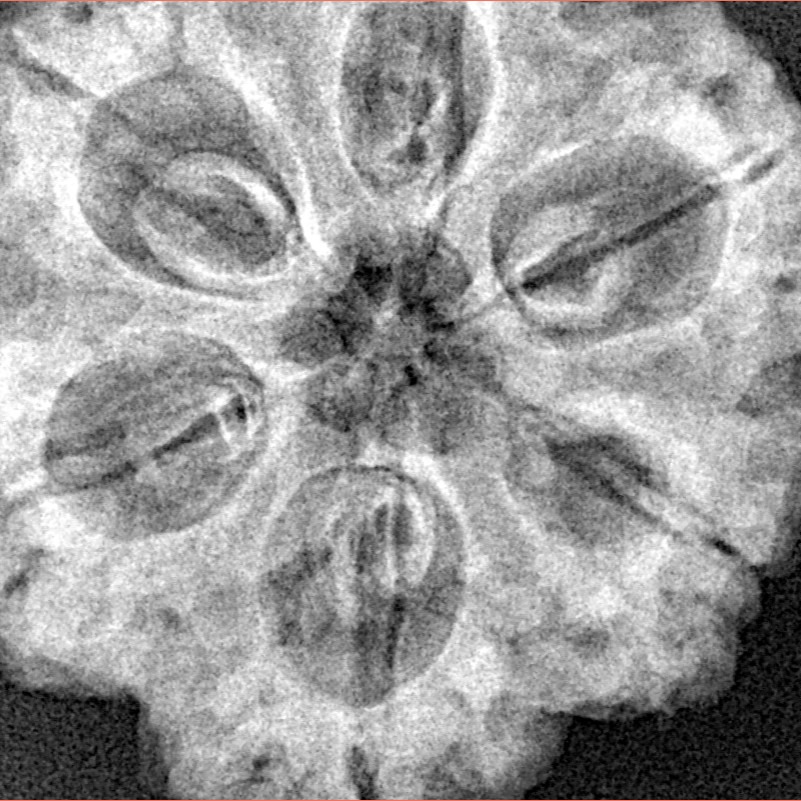 6 Mukhi Rudraksha 31.2mm 7.93gm - Xray