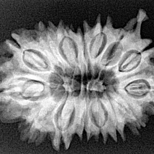 15 Mukhi Ganesh 29.1mm 4.57gm - Xray