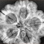 5 Mukhi Rudraksha 30.2mm 6.7gm - Xray