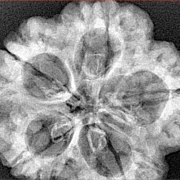 5 Mukhi Rudraksha 30.2mm 6.7gm - Xray