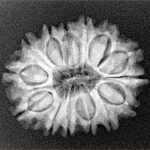 14 Mukhi Rudraksha 24.4mm 3.38gm - Xray