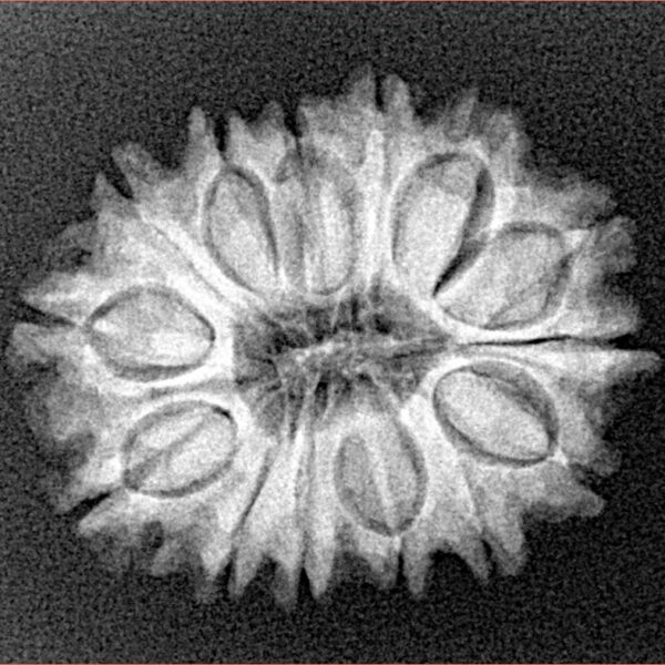 14 Mukhi Rudraksha 24.4mm 3.38gm - Xray