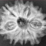 9 Mukhi Rudraksha 25.7mm 3.85gm - Origin: Nepal - Xray