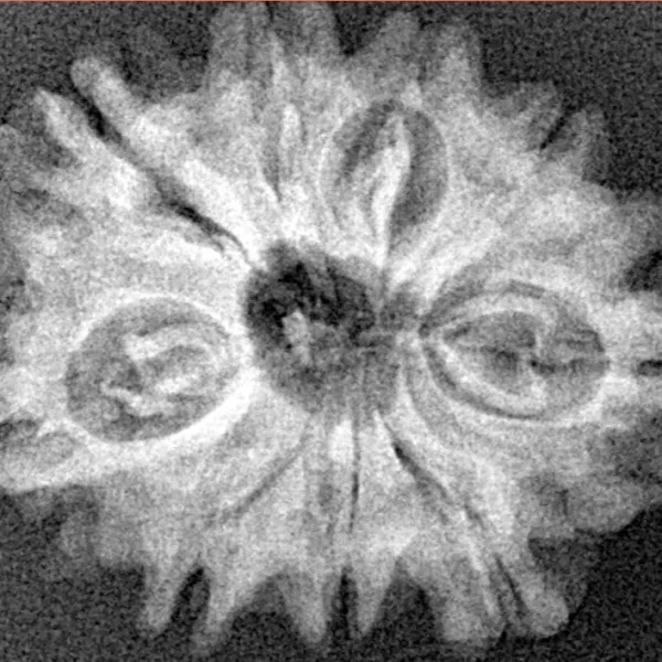 9 Mukhi Rudraksha 25.7mm 3.85gm - Origin: Nepal - Xray