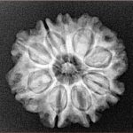 9 Mukhi Rudraksha 23.1mm 3.68gm - Xray