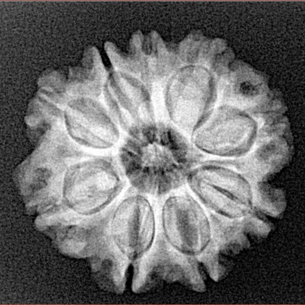9 Mukhi Rudraksha 23.1mm 3.68gm - Xray