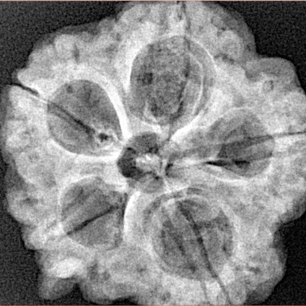 5 Mukhi Ganesh 29.3mm 6.65gm - Xray
