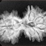 9 Mukhi G.S & Ganesh 35mm 5.32gm - Xray