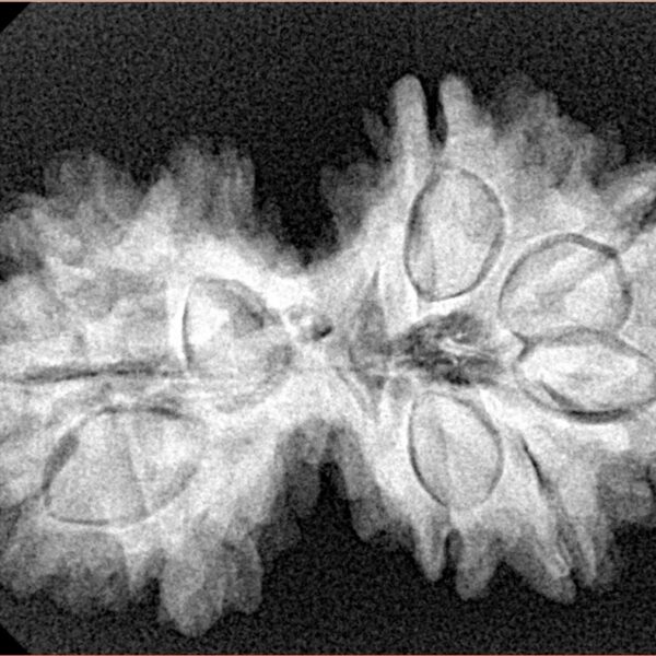 9 Mukhi G.S & Ganesh 35mm 5.32gm - Xray