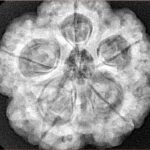 5 Mukhi Rudraksha 29mm 8.83gm - Xray