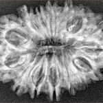 15 Mukhi Rudraksha 30.9mm 4.11gm - Xray