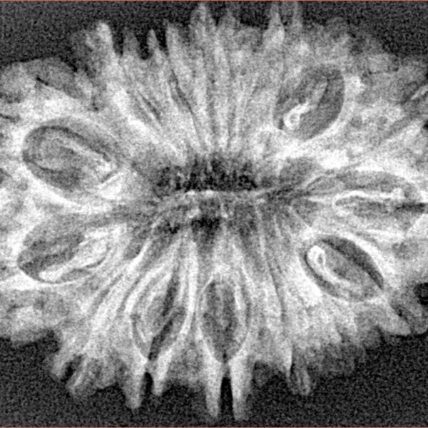 15 Mukhi Rudraksha 30.9mm 4.11gm - Xray