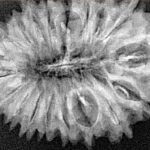 19 Mukhi Rudraksha 32mm 4.07gm - Xray