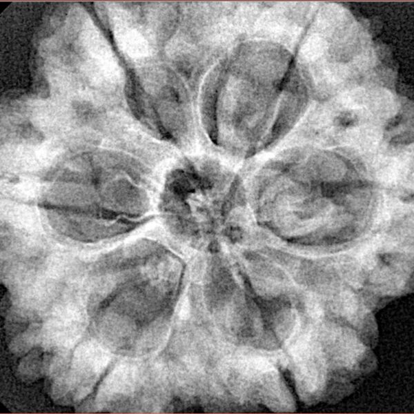 6 Mukhi Rudraksha 30mm 8.07gm - Xray
