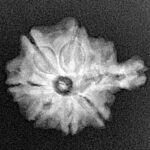 Sawar/Ganesh ( 6+1 ) 21.1mm 2.48gm - Xray