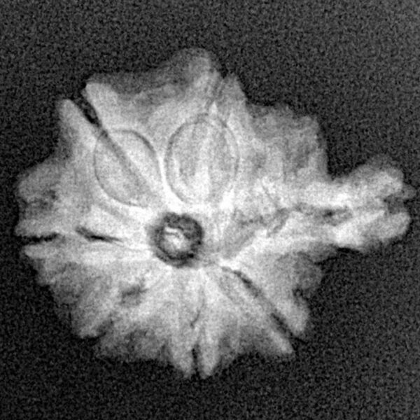 Sawar/Ganesh ( 6+1 ) 21.1mm 2.48gm - Xray