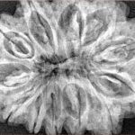 12 Mukhi Rudraksha 35mm 7.55gm - Xray