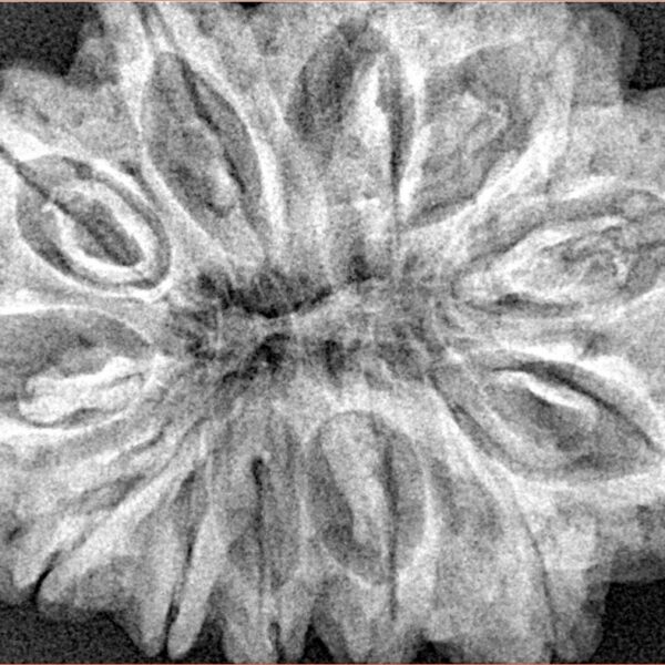 12 Mukhi Rudraksha 35mm 7.55gm - Xray
